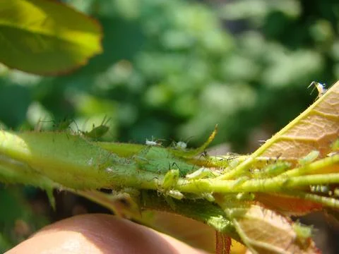 Aphid Stock Photos