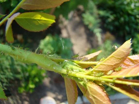 Aphid Stock Photos