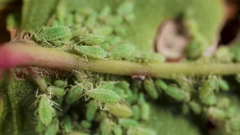 Aphid on plants devours green leaves of a bush close-up macro. Stock-Footage 143589652