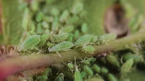 Aphid on plants devours green leaves of a bush close-up macro. Stock Footage 143589660