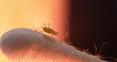 An aphid on a q-tip. Stock Footage 130534319