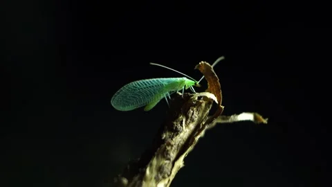 Aphid sits on a branch at night Stock Footage 279943921