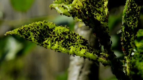 Aphid on sour cherry Stock Footage 252935106