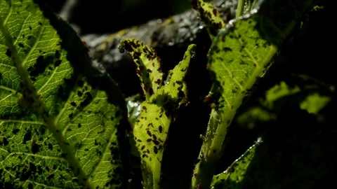 Aphid on sour cherry 動画素材 252936258