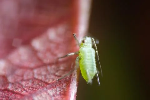 Aphid suck the sap from a leaf. Stock Photos
