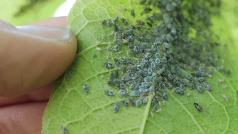 Aphid on a tree leaf Vidéo 258844123