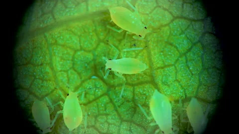 Aphid under a microscope, - aphid superfamily (Aphidoidea, Hemiptera) on a cu Stock Footage 163715834