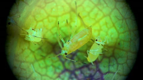 Aphid under a microscope, - aphid superfamily (Aphidoidea, Hemiptera) on a cu Stock Footage 163716245