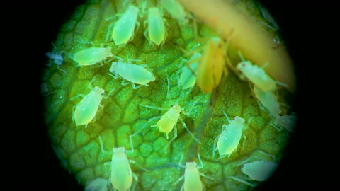 Aphid under a microscope, - aphid superfamily (Aphidoidea, Hemiptera) on a cu Stock Footage 163716387