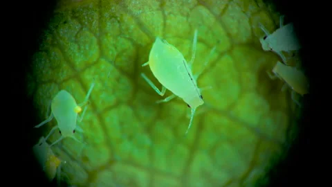Aphid under a microscope, - aphid superfamily (Aphidoidea, Hemiptera) on a cu Stock Footage 163716997