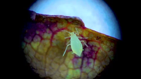 Aphid under a microscope, - aphid superfamily (Aphidoidea, Hemiptera) on a cu Stock Footage 163717461