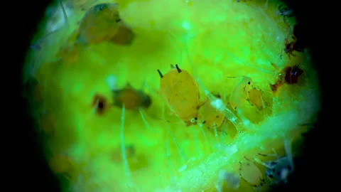 Aphid under a microscope, - aphid superfamily (Aphidoidea, Hemiptera) on a cu Stock Footage 163718959