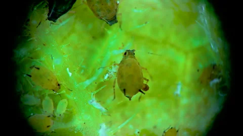 Aphid under a microscope, - aphid superfamily (Aphidoidea, Hemiptera) on a cu Stock Footage 163719394