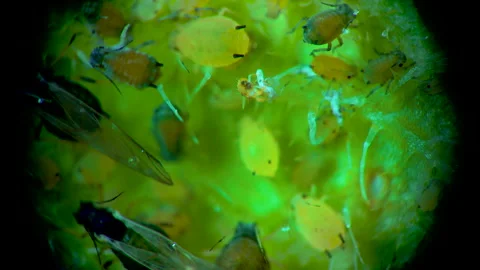 Aphid under a microscope, - aphid superfamily (Aphidoidea, Hemiptera) on a cu Stock Footage 163719946