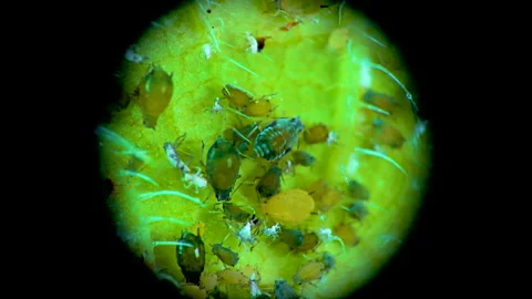 Aphid under a microscope, - aphid superfamily (Aphidoidea, Hemiptera) on a cu Stock Footage 163720969