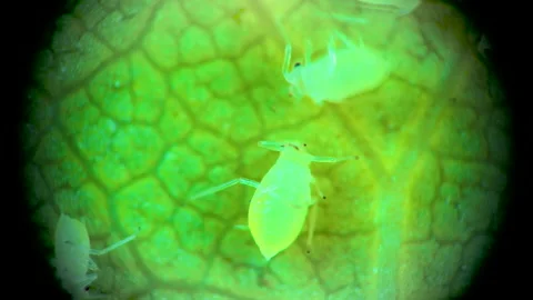 Aphid under a microscope, - aphid superfamily (Aphidoidea, Hemiptera) on a cu Stock Footage 163723883
