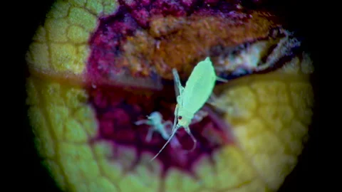 Aphid under a microscope, - aphid superfamily (Aphidoidea, Hemiptera) on a cu Stock Footage 163724098