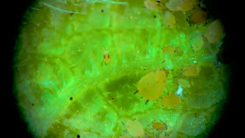 Aphid under a microscope, - aphid superfamily (Aphidoidea, Hemiptera) on a cu Stock Footage 163724567