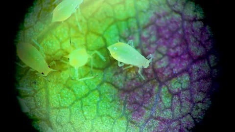 Aphid under a microscope, - aphid superfamily (Aphidoidea, Hemiptera) on a cu Stock Footage 163724830