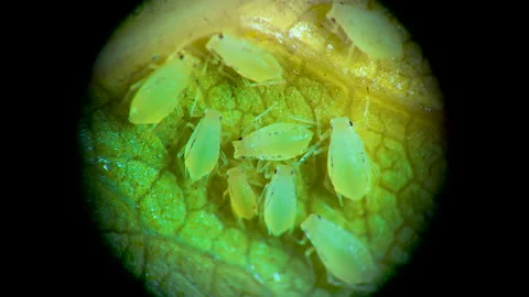 Aphid under a microscope, - aphid superfamily (Aphidoidea, Hemiptera) on a cu Stock Footage 163725063