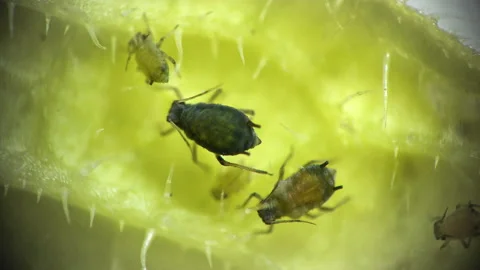 Aphid under a microscope, Aphididae - aphid superfamily (Aphidoidea, Hemipter Stock Footage 162683432