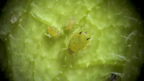 Aphid under a microscope, Aphididae - aphid superfamily (Aphidoidea, Hemipter Stock Footage 162684106