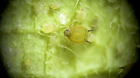Aphid under a microscope, Aphididae - aphid superfamily (Aphidoidea, Hemipter Stock Footage 162684310
