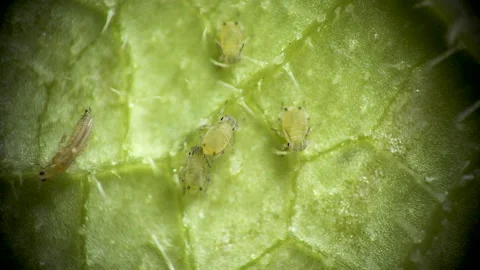 Aphid under a microscope, Aphididae - aphid superfamily (Aphidoidea, Hemipter Stock Footage 162684359
