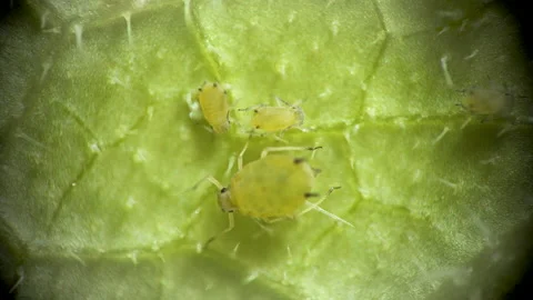 Aphid under a microscope, Aphididae - aphid superfamily (Aphidoidea, Hemipter Stock Footage 162684793