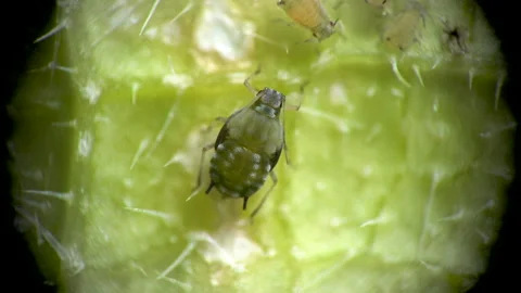 Aphid under a microscope, Aphididae - aphid superfamily (Aphidoidea, Hemipter Stock Footage 162685302