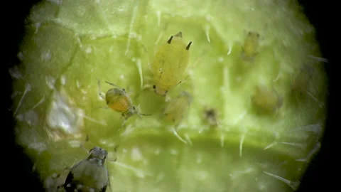 Aphid under a microscope, Aphididae - aphid superfamily (Aphidoidea, Hemipter Stock Footage 162685666