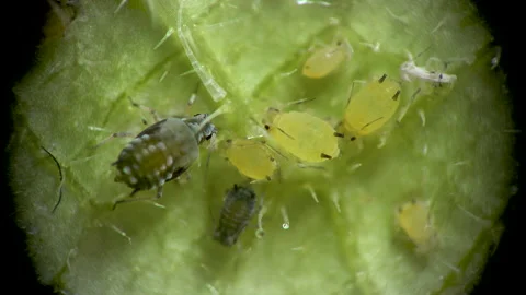 Aphid under a microscope, Aphididae - aphid superfamily (Aphidoidea, Hemipter Stock Footage 162685685
