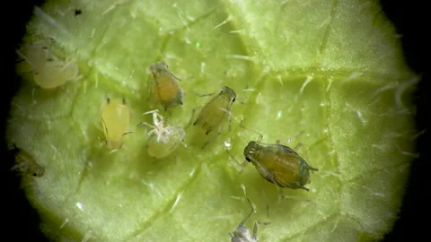 Aphid under a microscope, Aphididae - aphid superfamily (Aphidoidea, Hemipter Stock Footage 162685704