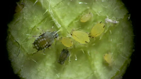 Aphid under a microscope, Aphididae - aphid superfamily (Aphidoidea, Hemipter Stock Footage 162685777