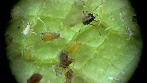 Aphid under a microscope, Aphididae - aphid superfamily (Aphidoidea, Hemipter Stock Footage 162686337