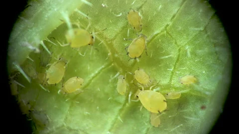 Aphid under a microscope, Aphididae - aphid superfamily (Aphidoidea, Hemipter Stock Footage 162686499