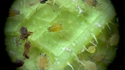 Aphid under a microscope, Aphididae - aphid superfamily (Aphidoidea, Hemipter Stock Footage 162686637