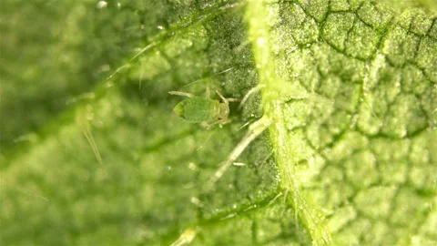 Aphid under a microscope, an insect living on leaves of trees and shrubs Stock Footage 133521646