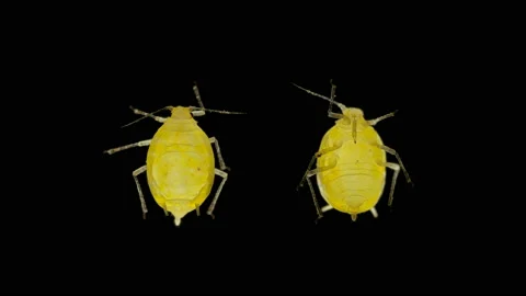 Aphid under a microscope, an insect living on leaves of trees and shrubs Stock Footage 133645059