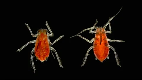 Aphid under a microscope, an insect living on leaves of trees and shrubs Stock Footage 134477643