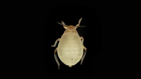 Aphid under a microscope, order Hemiptera,  insect Stock Footage 155154228
