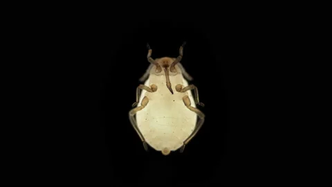 Aphid under a microscope, order Hemiptera,  insect Stock Footage 155157326