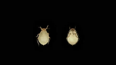 Aphid under a microscope, order Hemiptera, insect Stock Footage 155161434