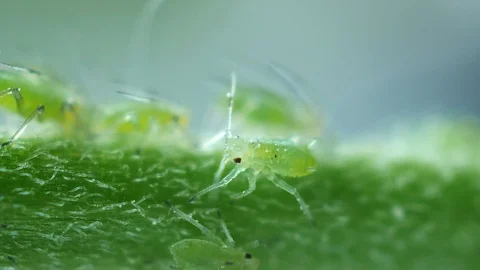 Aphid is walking on sunny day Stockbeeldmateriaal 90009088