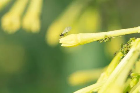 Aphid with wings in the nature Stock Photos