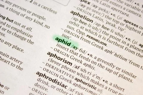 Aphid word or phrase in a dictionary. Stock Photos