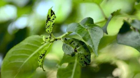 Aphides on green cherry leaves close up macro footage Stock Footage 110890388