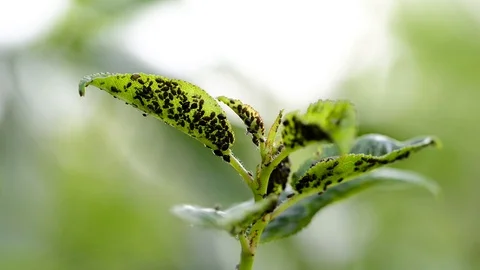 Aphides on green cherry leaves close up macro footage Stock Footage 110890407