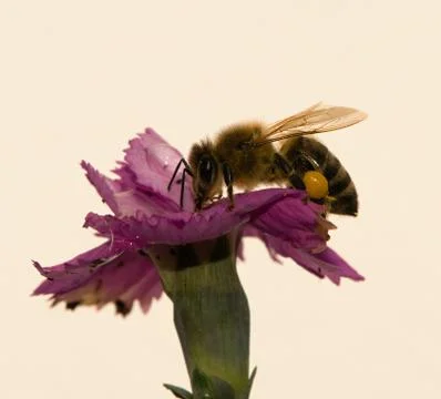 Aphididae Stock Photos