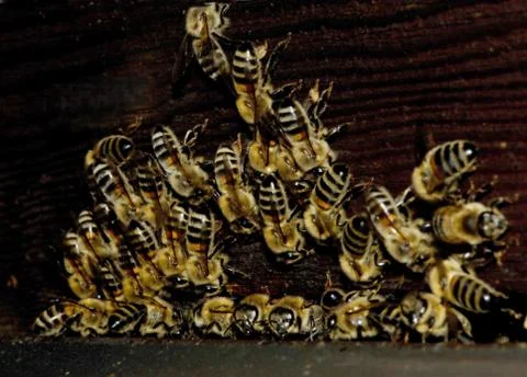 Aphididae Stock Photos